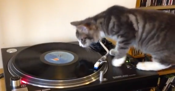 音楽にのめり込み過ぎた『ＤＪキャット』の結末とは！！（動画）