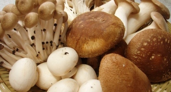 【大爆笑】エロいキノコが見つかるｗｗｗ