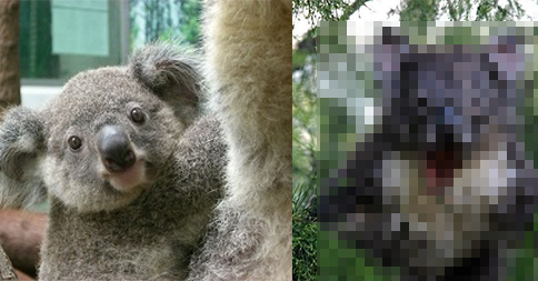 【夢に出てくる】濡れたコアラ怖すぎ!!