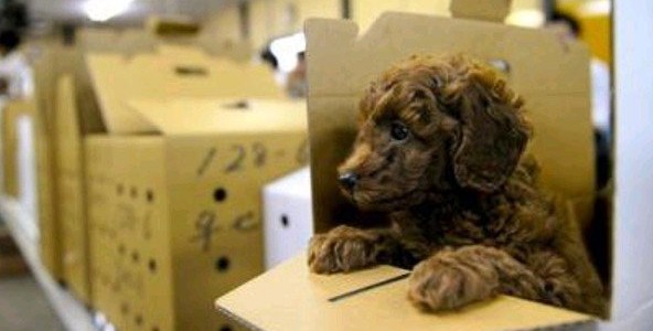 売れない犬は生きたまま冷蔵庫に…ペット業界の裏にある恐ろしい現実