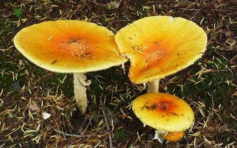 名古屋で殺人事件を起こした女子大生、中学時代には毒キノコの研究をしていた！？