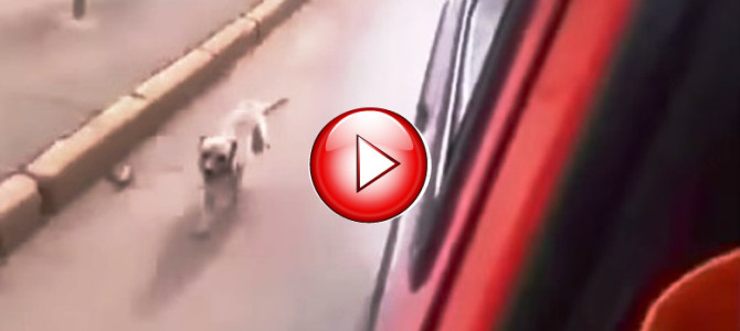 救急車に乗せられたご主人を追いかけて懸命に走る犬の姿が心に刺さる･･