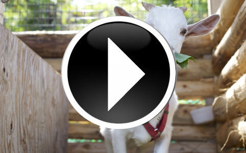 ダンディーすぎるヤギが見つかる！？