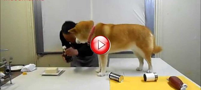 話題の「邪魔されクッキング」っていったい…？