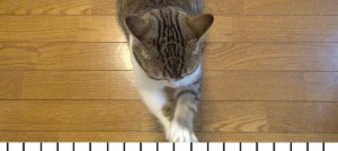 もしもピアノが弾けたなら『エリーゼのために』猫バージョン♪