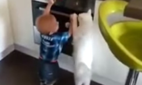 猫、赤ちゃんの危機を救う！？