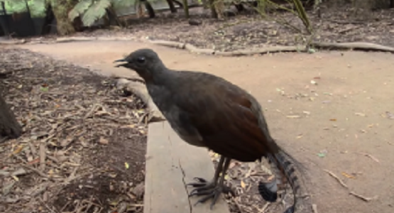 スターウォーズ！？口からレーザービームを吐いているとしか思えない鳴き声の鳥！！