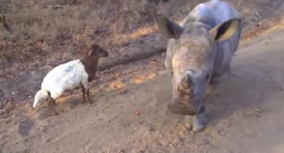 子ヤギが仲良くなった子サイにジャンプのやり方を教える！！