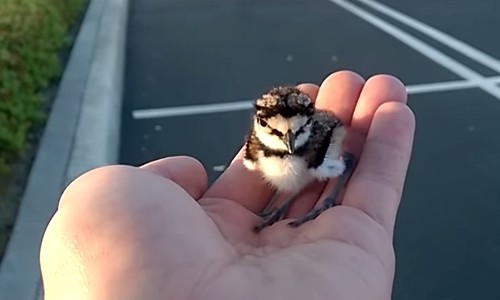 はぐれてしまったヒナ鳥を家族の元へ帰す