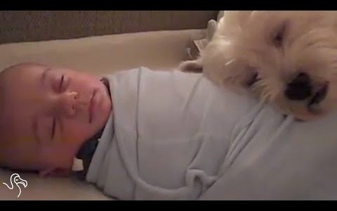 仲良し！赤ちゃんと一緒に寝るワンコ♡