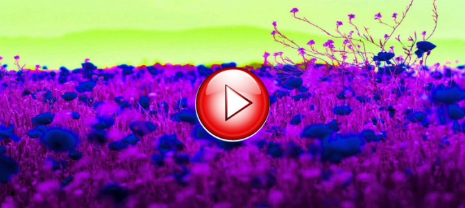 【問題】この後に出る画像、白黒かカラーかどちらでしょう？