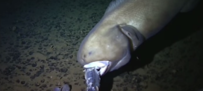 水深10000メートル！マリアナ海溝の底でエサやりしたら、見たこともない深海魚がたくさん集まってきた！！