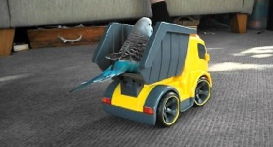 トラックのラジコンに乗るインコが楽しそう！