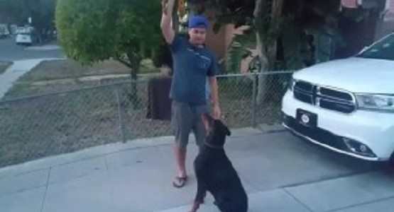 ドーベルマンを抱っこする方法