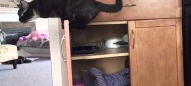 猫の行動ワロタ！赤ちゃんがキッチンの棚で遊んでた時w
