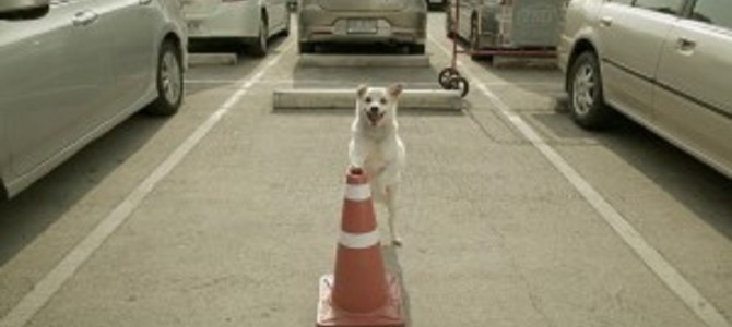 せっかく買った肉串を犬にあげた優しい青年に、ワンちゃんからの素敵な恩返し♪