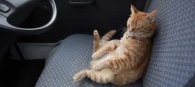 軽トラの椅子に座る猫がウトウトしちゃって可愛い♡
