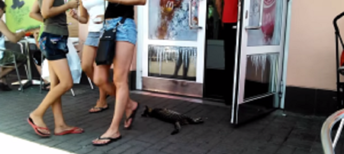 人通りの激しい店の前で猫がぐったりしてるが？一体なぜ？！