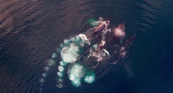 息を飲む美しさ！南極をドローンで上空から撮影した映像！！