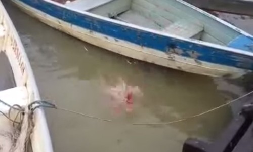 ピラニアって怖！肉をほうり投げたら…