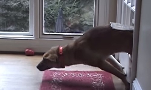 ダメ犬だけど愛おしい！運動神経が悪い犬たちwwww