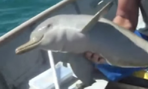 ゴミが絡んだ子供のイルカを助けてあげたら可愛い「お礼」をしてくれた？！海外で話題の動画！！