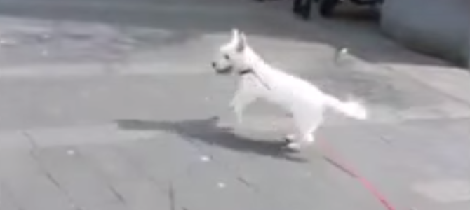 【感動】耳の聞こえない老犬をロックコンサートに連れてきたら、重低音を体で感じ嬉しそうに大はしゃぎ！！