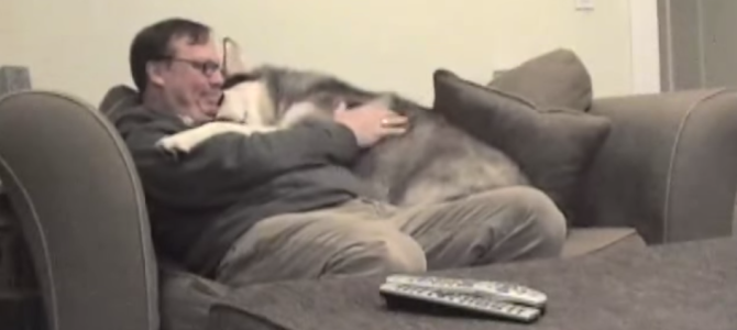 大きな体だけど甘えん坊！飼い主さんのことが大好きな犬が可愛いw