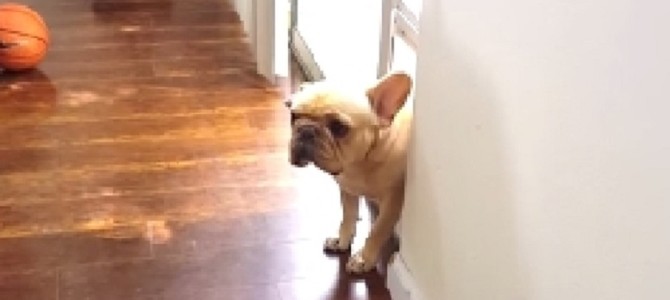 イタズラ容疑のフレンチブル、家に入れず…！？