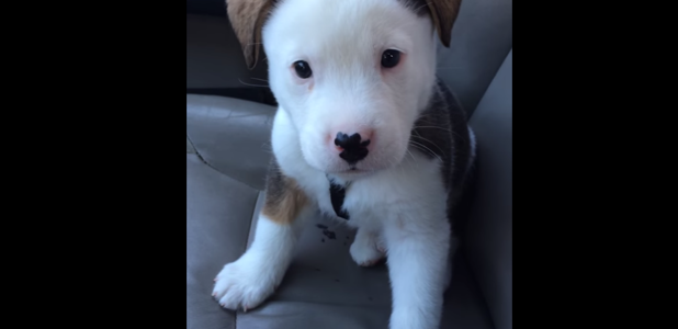 はじめて体験する「しゃっくり」が理解できずに吠える子犬が可愛すぎる