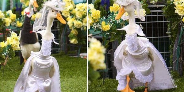 オーストラリアで毎年開催されている「アヒルのファッションショー」が可愛いw