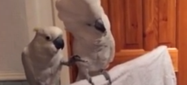 飼い主の弾き語りに超ハイテンションになるオウムと、その姿にドン引きするオウム。