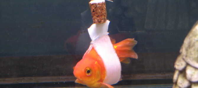 まっすぐ泳げない病気の金魚を救う「金魚の車イス」