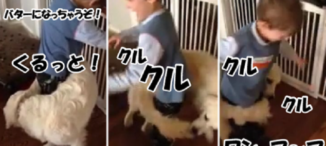 しっぽを咬み男の子を囲んで遊ぶゴールデンレトリーバーが楽しそう！