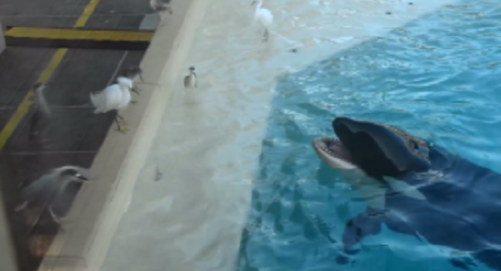 ただ遊びたかっただけなのに。。シャチが小鳥と遊ぼうとしたら死んでしまった。