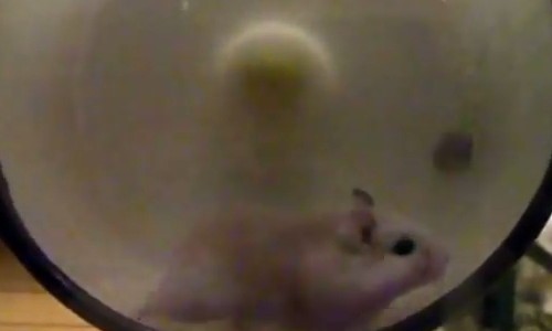 ハムスターは永遠と回り続けるもの。うん？　途中からぶん回されてる？？