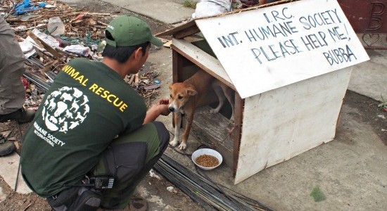 二本足でも四つ足でも尊い命…ネパール地震で被災した動物たちを助ける人々