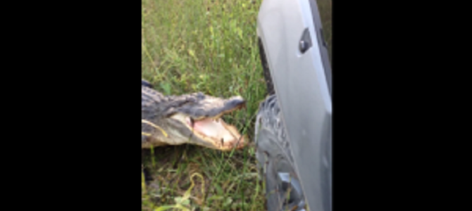 動物をナメてはいけない。。「車だから大丈夫」と思ってワニに近づいた結果、車が破壊される！！？