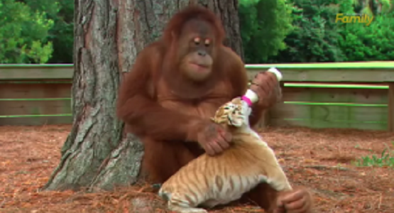 飼育係の真似をしてトラの赤ちゃんたちの世話をはじめたオランウータン！！