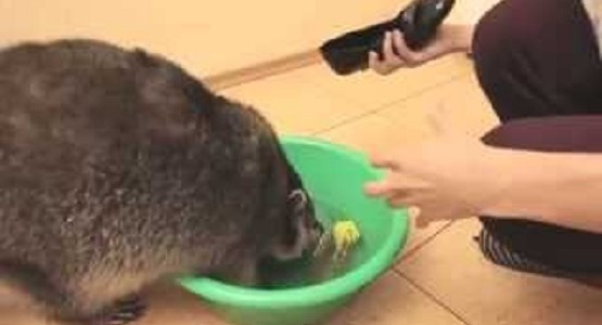 ペットのアライグマが何かを一生懸命洗っているぞ？！