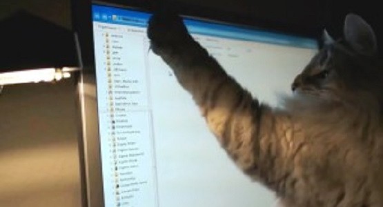 PCのマウスポインタに夢中な猫の映像集