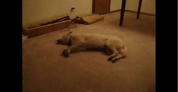 どんな夢を見ているの？眠りながら猛ダッシュする犬！