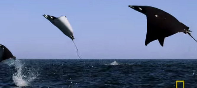 「エイ」が空を飛ぶ！？世界最大級のエイの群れの迫力がスゴい！！