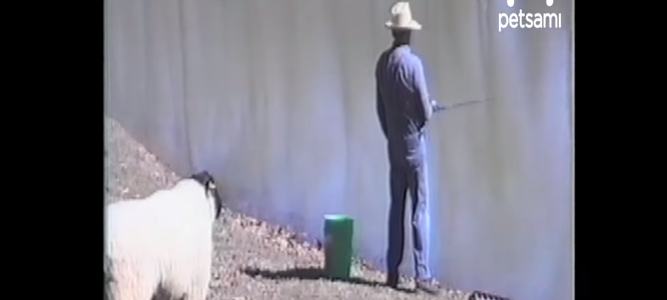【何度見ても笑える】羊が後ろからおじさんに突進！？