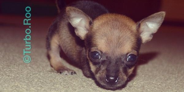 前足が不自由なチワワへ送る、3Dプリンターを使ったプレゼント