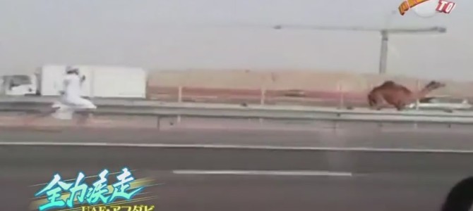 高速道路でラクダが爆走！そして全力疾走でそれを追いかける男性が謎すぎる