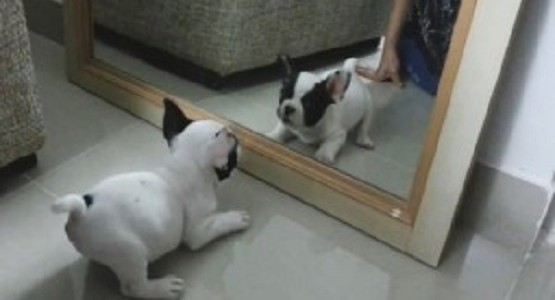 鏡 vs 子犬 可愛すぎヤバイ！！