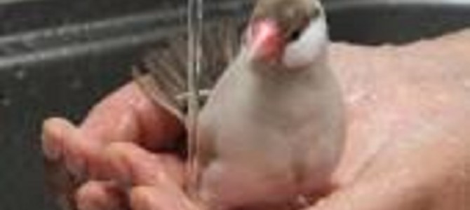 飼い主の手の中で水浴びをする小鳥が超楽しそう！