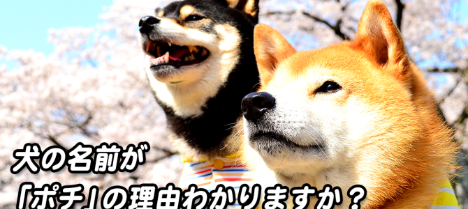 なぜ犬の名前が「ポチ」なのか？ネコでもわかる解説