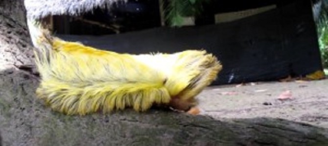 モフモフすぎる猛毒の毛虫「サザン・フランネル・モス」が凄い！